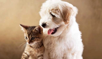 养狗还是养猫好 养狗还是养猫好