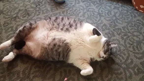 主人出差养猫,几斤猫粮惹的祸,铲屎官后悔想哭 主人出差养猫,几斤猫粮惹的祸,铲屎官后悔想哭