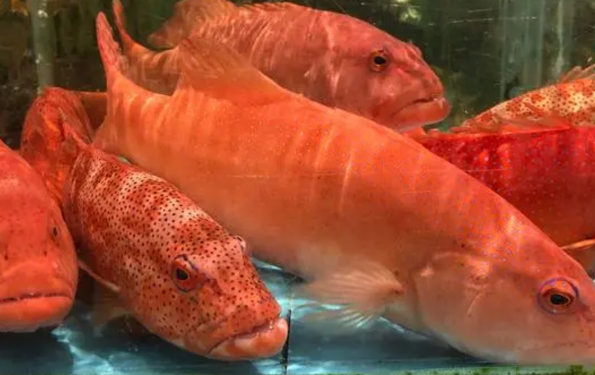东星斑多少钱一斤