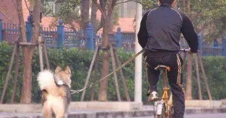 这位准备骑车溜哈士奇的主人,其实我已经猜到结局了,确实很痛 这位准备骑车溜哈士奇的主人,其实我已经猜到结局了,确实很痛