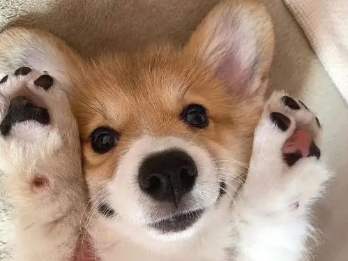 【奇妙的动物世界】—威尔士柯基犬 【奇妙的动物世界】—威尔士柯基犬