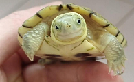 黄喉拟水龟公母区分