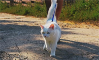 小猫多久会走路