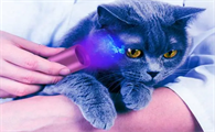 验钞灯能照猫藓吗