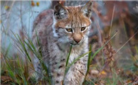 野生猫叫什么