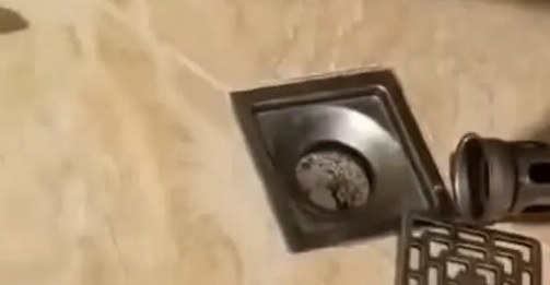 下水道旁发现小猫咪，主人一看不淡定了