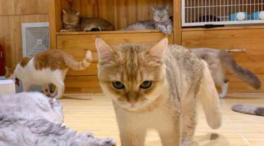 武汉猫馆是什么地方 武汉猫馆是什么地方