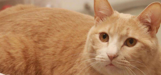 奶牛猫和橘猫交手,光看体型就不是大橘的对手!橘猫:自不量力 奶牛猫和橘猫交手,光看体型就不是大橘的对手!橘猫:自不量力