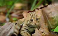 锈斑猫是什么猫