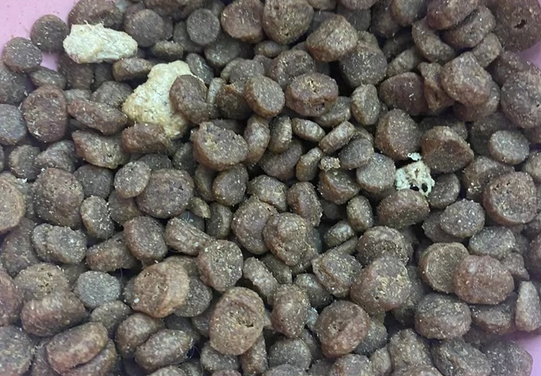 枫趣高蛋白猫粮近一年喂养感受! 枫趣高蛋白猫粮近一年喂养感受!