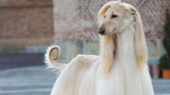 阿富汗猎犬智商，智商排名是79！