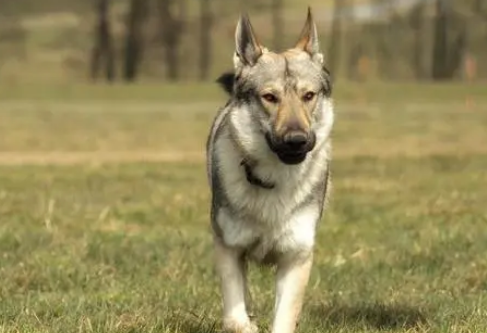 捷克狼犬吃牛肉