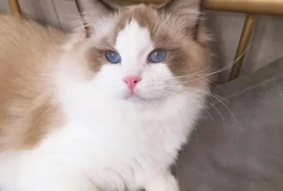 布偶猫能活几岁