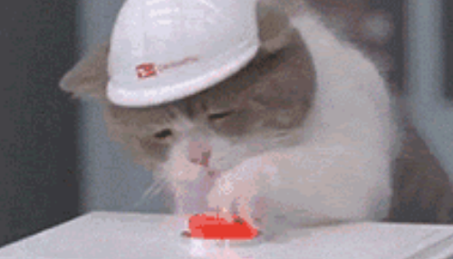 重磅发现！猫咪喜欢不劳而获？
