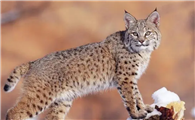 野猫怎么驱赶