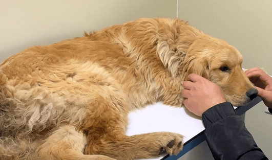 被主人打断腿扔在外面自生自灭的金毛犬，历经一年，狗狗的命运彻底改变