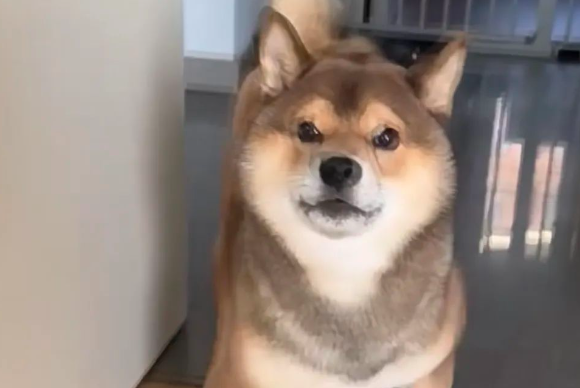 主人偷摸邻居的狗子,回家被柴犬闻出来了…哄不好了哈哈 主人偷摸邻居的狗子,回家被柴犬闻出来了…哄不好了哈哈