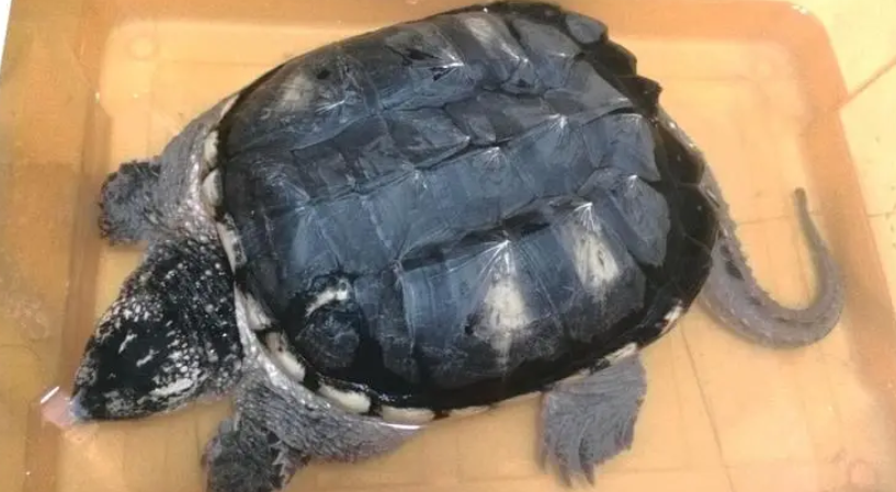 僵尸乌龟是什么 僵尸乌龟是什么