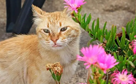 养猫适合种什么花
