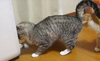 小猫如何分辨公母