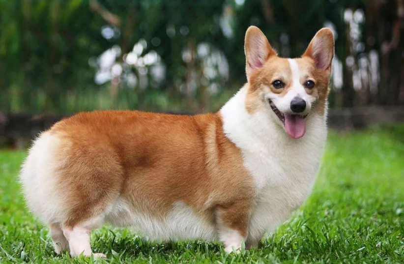 柯基犬的六大优缺点