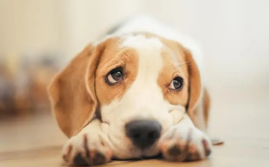 为什么狗狗那个会连在一起了?