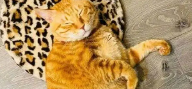 给橘猫买了一个垫子,可没过几天垫子就小了,真让人无奈 给橘猫买了一个垫子,可没过几天垫子就小了,真让人无奈