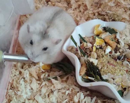 仓鼠可以吃肉吗