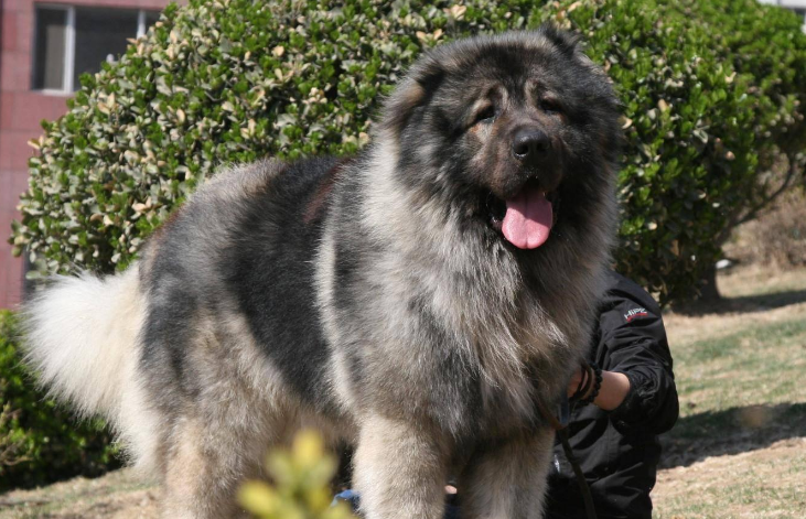 高加索犬喂养 给它最合适的饮食管理 高加索犬喂养 给它最合适的饮食管理