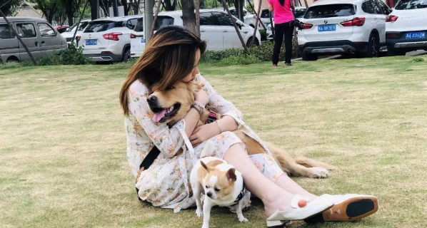 金毛身上的“红点”吸引了大家，原来是主人弄的，狗：主人的爱 