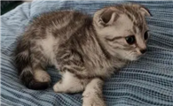 怎么让猫在笼子里不叫