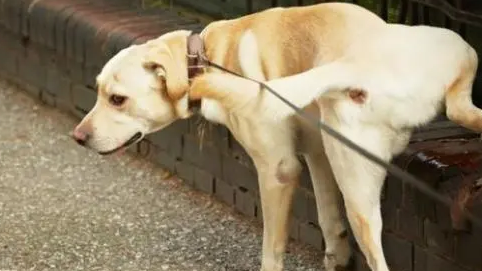 拉布拉多犬大小便训练 拉布拉多犬大小便训练