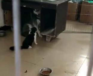 哈士奇惹怒小猫,下一秒就被猫咪吓出这幅怂样,主人:这狗不要了 哈士奇惹怒小猫,下一秒就被猫咪吓出这幅怂样,主人:这狗不要了