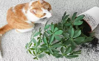 养猫家庭可以养的植物