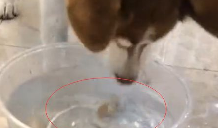 主人故意把哈士奇最爱吃的火腿肠丢进水里,二哈的反应让人笑喷 主人故意把哈士奇最爱吃的火腿肠丢进水里,二哈的反应让人笑喷