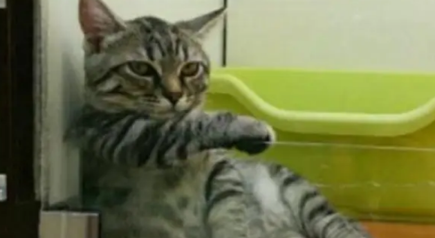 猫咪犯事后被关笼子里反省，猫咪模样十分可怜，惹人心疼
