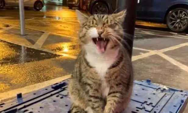 小猫整天在家睡觉,后来给自己找了个班上…天选打工猫?! 小猫整天在家睡觉,后来给自己找了个班上…天选打工猫?!
