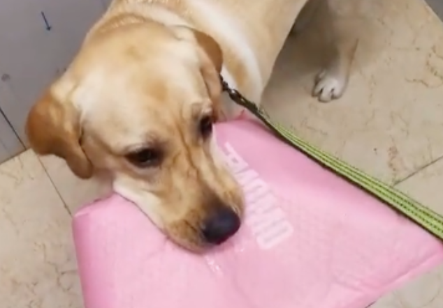 导盲犬退役回家，一见到原主人就疯狂撒娇…终于可以当宝宝了