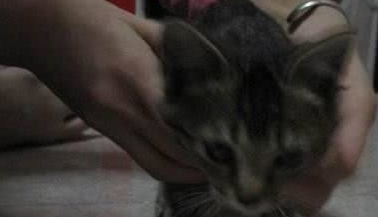 收养了只流浪猫,洗干净后发到网上,网友纷纷表示赚翻了? 收养了只流浪猫,洗干净后发到网上,网友纷纷表示赚翻了?