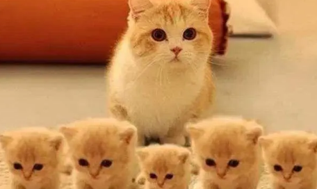 小猫几个月可以送人