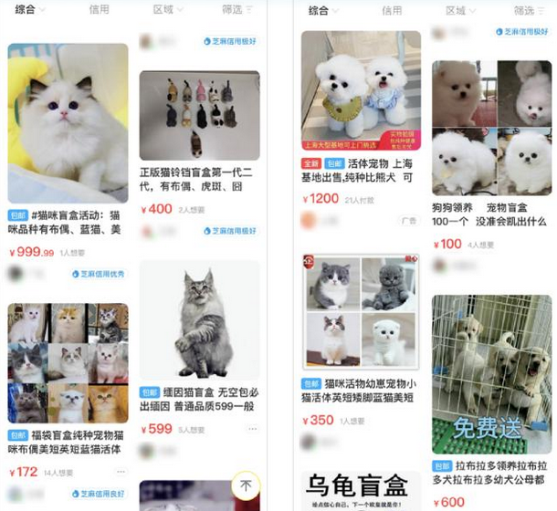 踩在宠物尸体上的活体盲盒生意,月赚20万 踩在宠物尸体上的活体盲盒生意,月赚20万