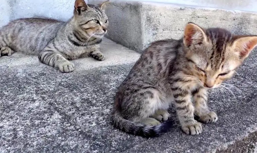 怎样才能把野猫彻底赶走视频 怎样才能把野猫彻底赶走视频