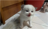 一个月小猫禁忌