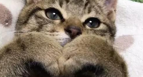 两只流浪猫被收养后不忘感恩,也学着当起了铲屎官 两只流浪猫被收养后不忘感恩,也学着当起了铲屎官