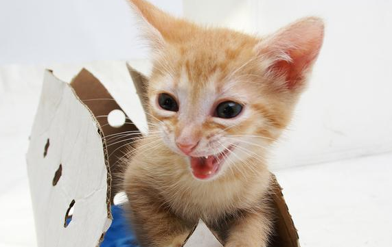 一离开猫咪就拼命的叫 一离开猫咪就拼命的叫