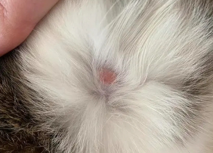 小猫身上有小疙瘩像痘痘一样 小猫身上有小疙瘩像痘痘一样