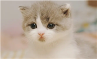 小猫怎么分辨公母