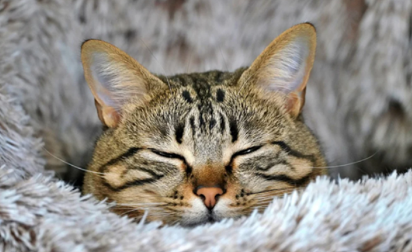 猫咪舔毛正欢,下一秒突然离世 猫咪舔毛正欢,下一秒突然离世