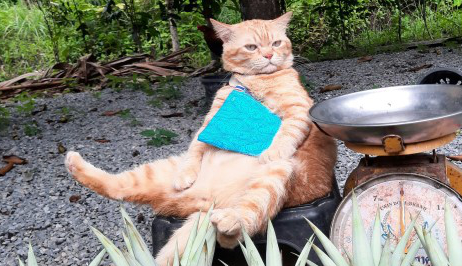 一只橘猫成为了“最火水果老板”,演绎爱买不买的态度 一只橘猫成为了“最火水果老板”,演绎爱买不买的态度