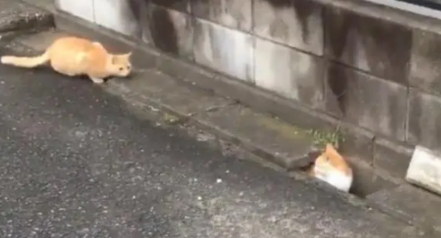 两只猫咪在下水道中玩躲猫猫，模样可爱极了，让人挪不开脚